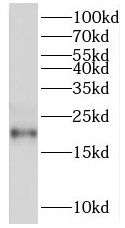 RGS10 antibody