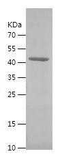 Recombinant Human MYH11