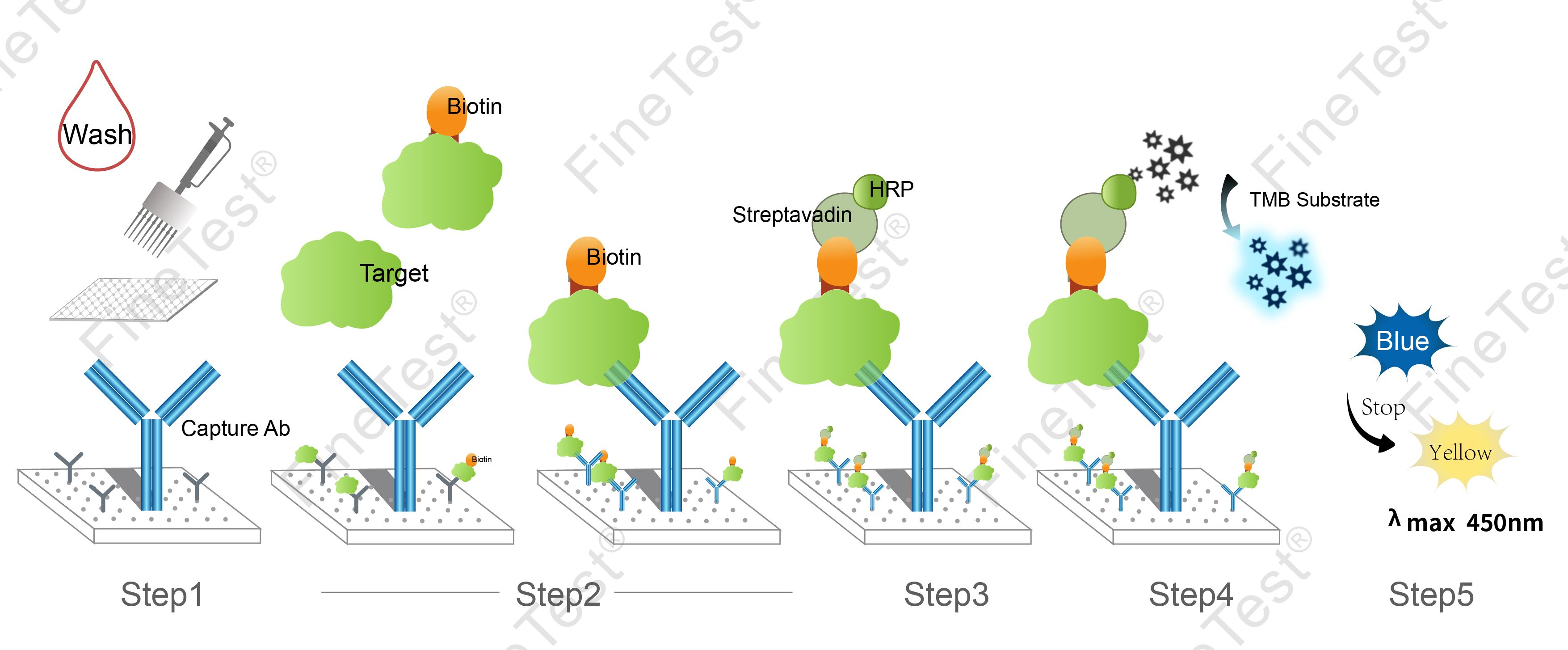 Human CA6(Carbonic Anhydrase VI) ELISA Kit