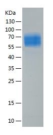 Recombinant Mouse IL-1R1