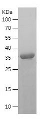 Recombinant Human GAST