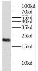 EXOSC1 antibody