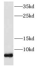 FXYD2 antibody