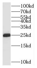 MOB1A antibody