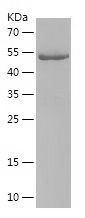 Recombinant Human CNP