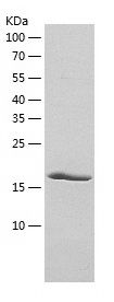 Recombinant Human FGF6