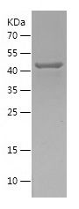 Recombinant Human EEF2K
