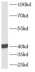 AUP1 antibody