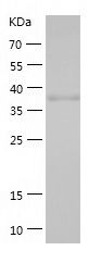 Recombinant Human NAPSA