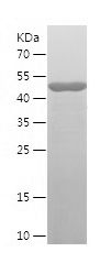 Recombinant Human MRPL44