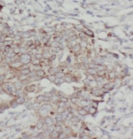 ANO1 antibody