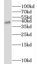 NKX3-2 antibody