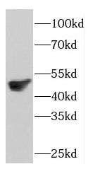 COPS3 antibody