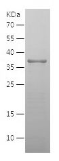 Recombinant Human NAV1