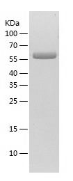 Recombinant Human GGT1