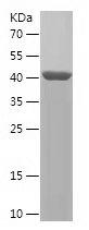 Recombinant Human DIAPH3
