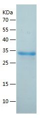 Recombinant Human MAF1
