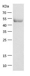 Recombinant Human EEF1G