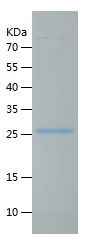 Recombinant Mouse APOA1