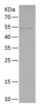 Recombinant Human IPO4
