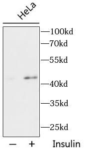 Phospho-AKT1S1 (T246) antibody