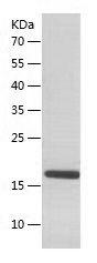 Recombinant Human FXN