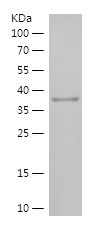 Recombinant Human RPP21