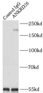 ANKRD26 antibody