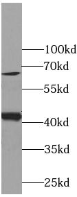 GJA1 antibody