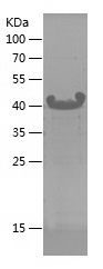 Recombinant Human GNAS