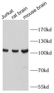 PIK3CA antibody