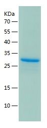 Recombinant Human INSR