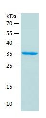 Recombinant Human PURB