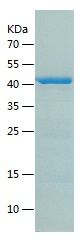 Recombinant Human FXN