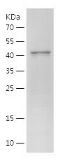 Recombinant Human GOLGA2