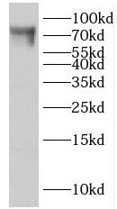 LCA5 antibody