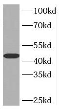 INPP5A antibody