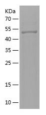 Recombinant Human ALDH1L1