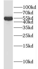 HYAL3 antibody