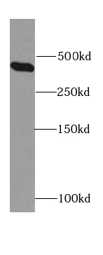 HSPG2-Specific antibody