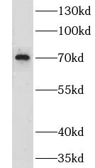 IRAG2 antibody