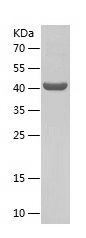 Recombinant Human NFIL3