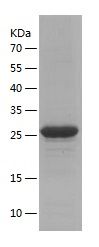 Recombinant Mouse CD27L