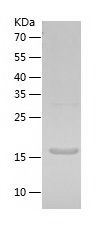 Recombinant Human APRT