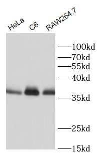 CHAC1 antibody