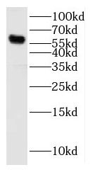 CYP2J2 antibody