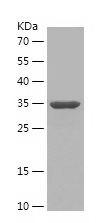Recombinant Human MOG