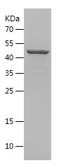 Recombinant Human FUT8