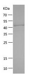 Recombinant Human LAG3