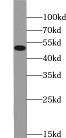 WRNIP1 antibody